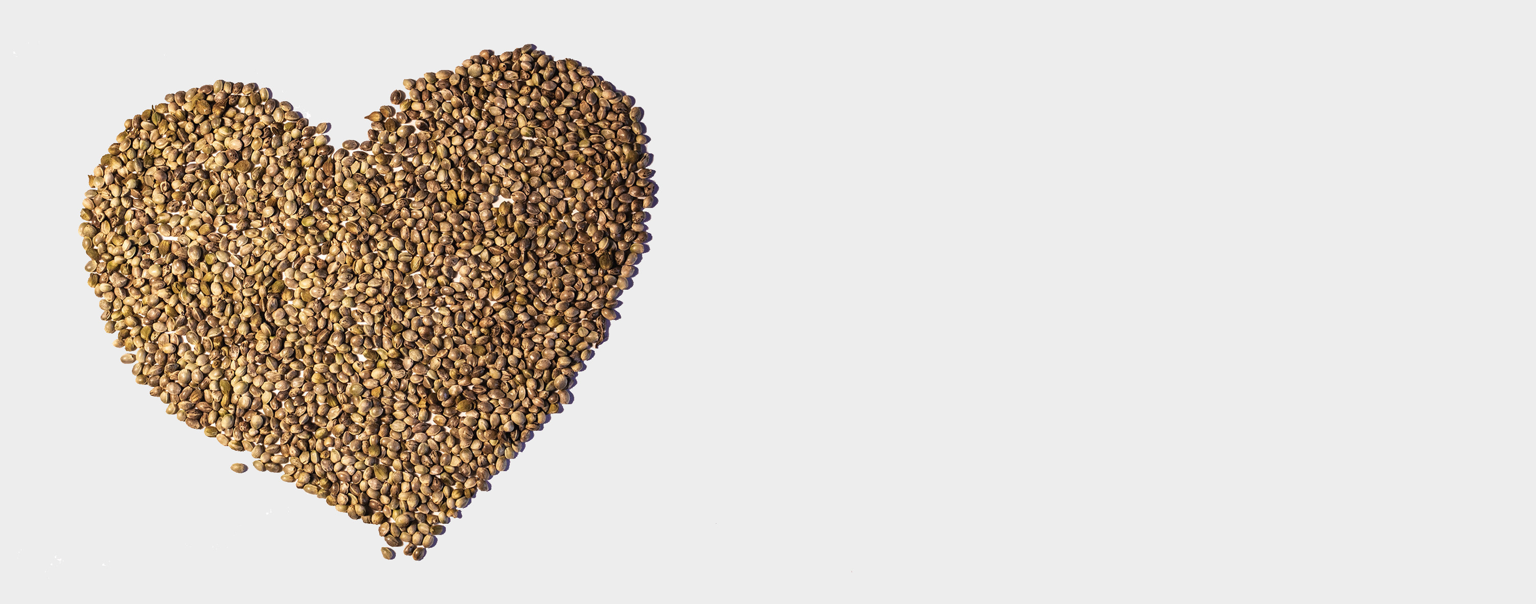 Semillas de marihuana cannabis canamo certificado CBD